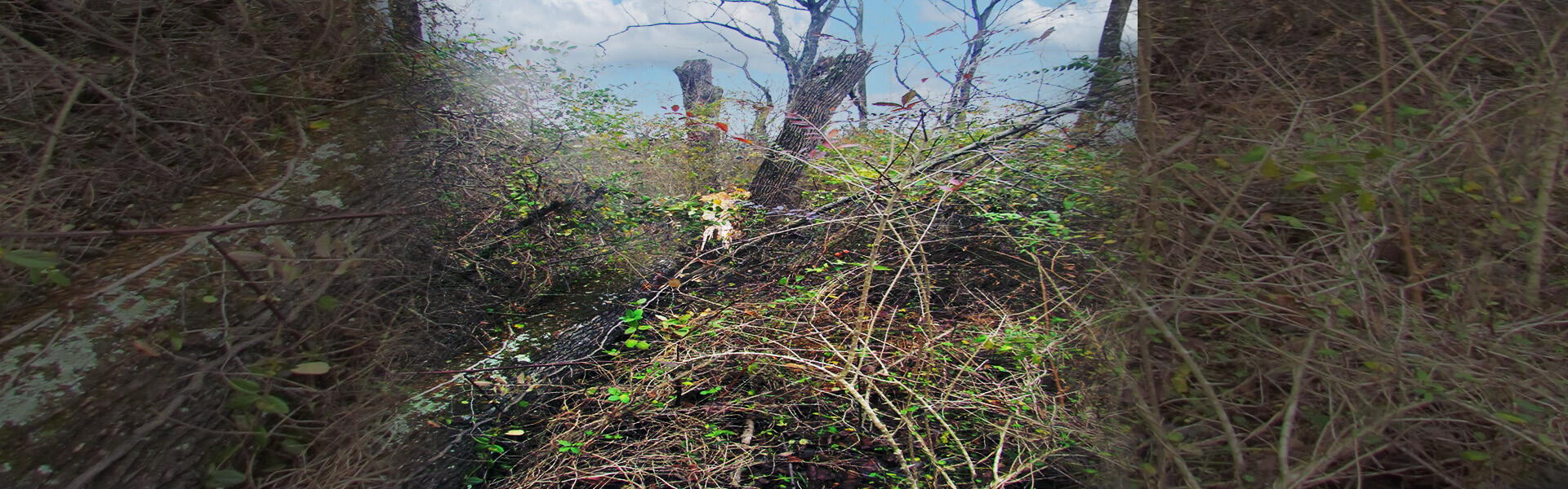 Foulkeways Forest Restoration Project