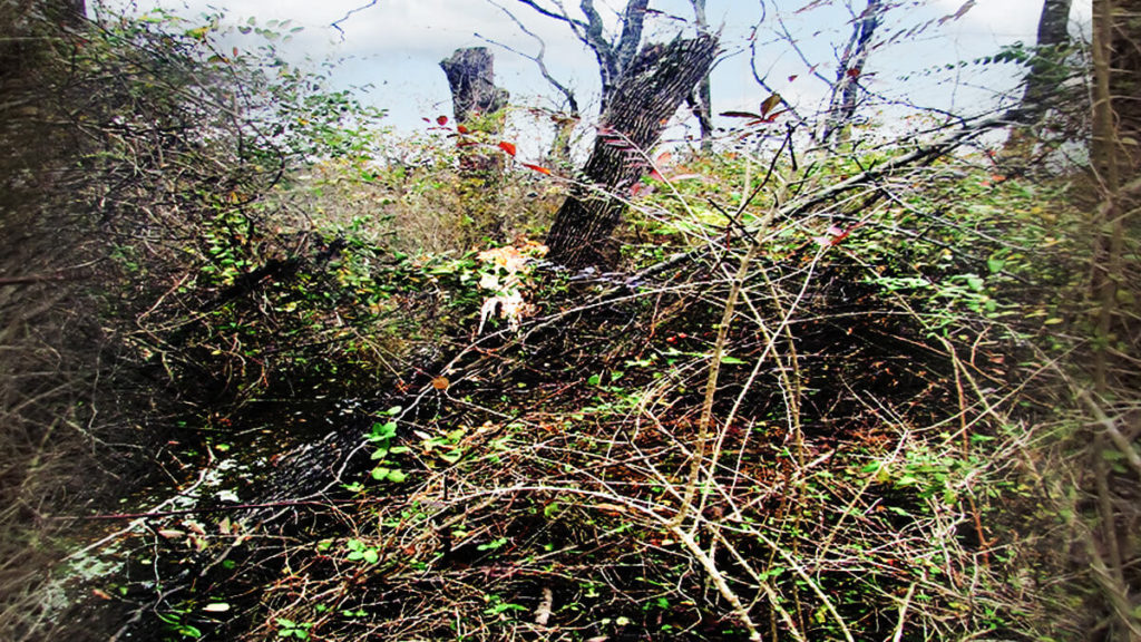 Foukeways Forest Restoration Project